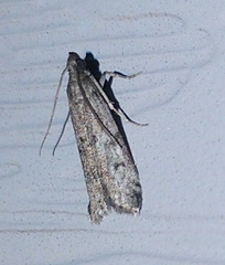 Vitula edmandsii