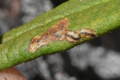 Phyllonorycter ledella