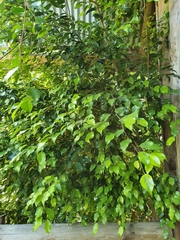 Syzygium smithii