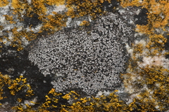 Rhizocarpon