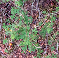 Rosa gymnocarpa