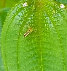 Peucetia rubrolineata