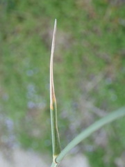 Ehrharta villosa