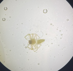 Lyssomanes viridis