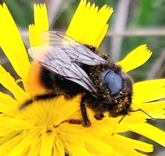Bombus lapidarius