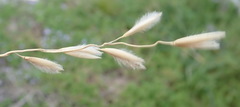 Ehrharta villosa