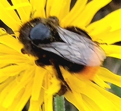 Bombus lapidarius