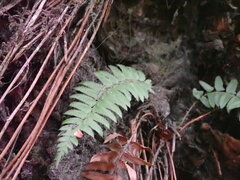 Polystichum munitum