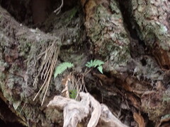 Polystichum munitum