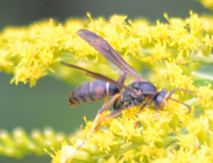 Polistes fuscatus