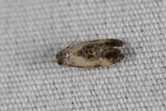 Cochylina