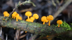Favolaschia calocera