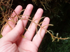 Rhytidiadelphus loreus