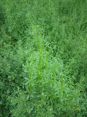 Galium aparine