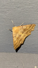 Tetracis jubararia