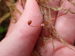 Rhytidiadelphus loreus