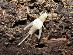 Gryllus