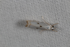 Microcrambus biguttellus