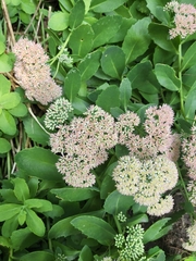 Hylotelephium maximum × spectabile