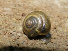 Ventridens ligera