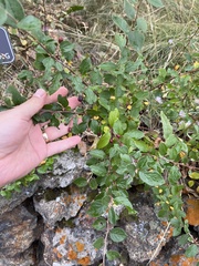 Cotoneaster lucidus