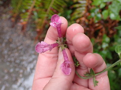 Stachys chamissonis