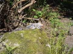 Sciurus carolinensis