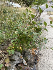 Cotoneaster lucidus