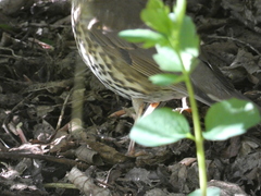 Turdus philomelos