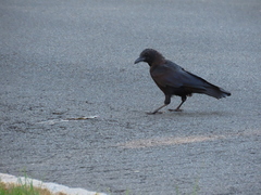 Corvus brachyrhynchos