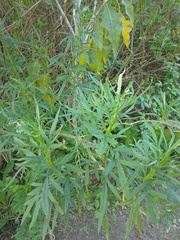 Senecio brasiliensis