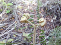 Gleichenia