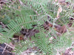 Gleichenia