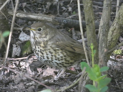 Turdus philomelos