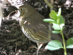 Turdus philomelos