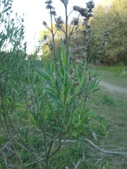 Baccharis spicata