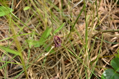Fritillaria affinis