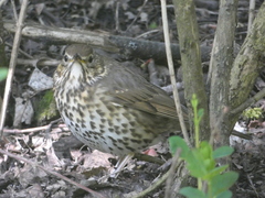 Turdus philomelos