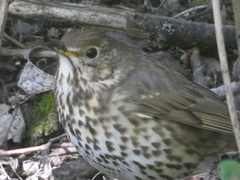 Turdus philomelos