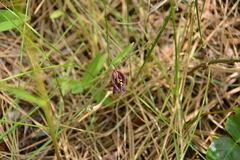 Fritillaria affinis