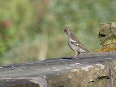 Fringilla coelebs