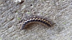 Asiomorpha coarctata