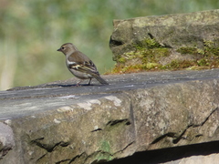 Fringilla coelebs