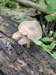 Pluteus americanus