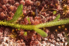 Lycopodium clavatum