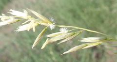 Ehrharta villosa