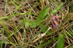 Fritillaria affinis