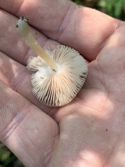 Pluteus americanus