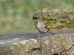 Fringilla coelebs