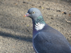 Columba palumbus